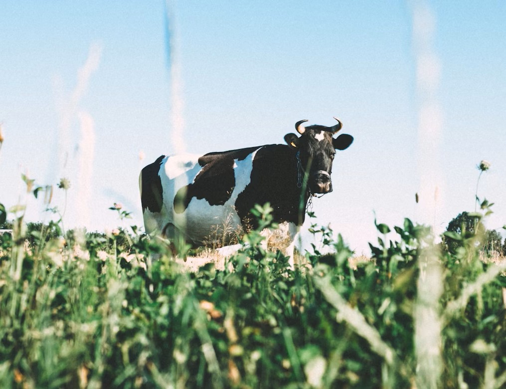 Premium Dairy Farm and Milk Processing